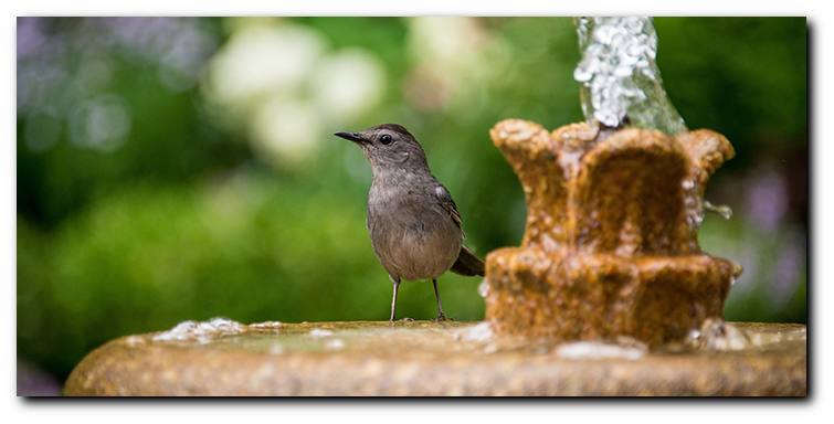 Shop Bird Baths at The Bird Shed